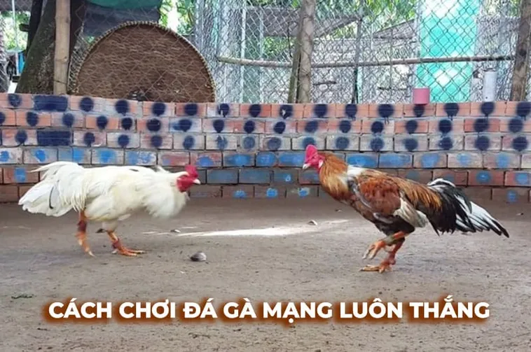 Cách Chơi Đá Gà Sabong Tại FB88 Thắng Lớn Mỗi Ngày 2 Cách Chơi Đá Gà Sabong Tại FB88 Thắng Lớn Mỗi Ngày
